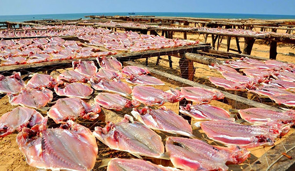 Sản xuất cá nục 1 nắng