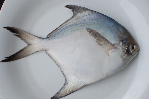 ca-chim-bien-trang